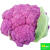 嘉瑰新品紫色有机花菜种孑西兰花种孑青梗花椰菜种子松花菜种籽春秋种 60天白花菜种子3包 约900粒