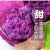 正宗越南珍珠小紫薯新鲜现挖个小紫薯粉糯香甜小个地 越南进口品质小紫薯 1g 香甜粉糯带箱1斤装小果