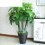 仿真发财树盆栽室内客厅落地装饰绿植假树树塑料树 1.5m辫子发财 1.6米热带植物