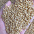 虎钢馋聚茗城小麦种子带皮小麦粒发芽麦芽糖猫草酿酒食用磨面引大麦子 5 精选小麦粒250g