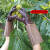 剥栗子手套 牛皮防刺手套 园林园艺修剪 玫瑰月季花椒刺剥板 长度25cm颜色随机