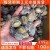 十里馋100只鲍鱼新鲜海捕鲍鱼小鲍鱼海鲜水产贝类鲜活冷冻大鲍鱼顺丰包 50只尝鲜(出口质量每只10克左右)