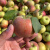膳蓝鲜东北国光苹果10斤新鲜应季水果酸甜5斤孕 3斤小果