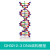 DNA模型生物基因链球形双螺旋 蛋白质模型学校老师教学演示用 浅黄色
