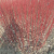 通沭红瑞木树苗红杆麻球柳枝条户外庭院绿化苗木 红瑞木50cm高10棵