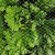 大棚防鸟网草莓尼龙网果树防鸟用网防乌网果园天网防护网纱防鸟罩 1米宽孔2厘米一斤约28米长