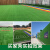 仿真草坪地毯幼儿园人造假草皮装饰阳台户外绿色围挡人工塑料绿植定做 2厘米加厚春草-5平米