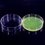 海斯迪克 HKQS-150 加厚玻璃培养皿 细胞培养高硼硅培养皿 玻璃高透明平皿 150mm(10个) 