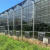 智耀玻璃温室大棚易种植农业温室大棚工程养殖蔬菜种植养殖草莓 白色