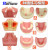 TWTCKYUS上颌窦提升操练模型 种植牙练习模型 口腔种植 软牙龈 齿科材料 上颌窦提升练习模型 1个
