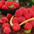 果农侠新鲜树莓 覆盆子 红树莓 新鲜水果 独立包装  红树莓4盒*125克