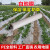 适用种西瓜专用地膜薄膜农用种植专用花生玉米土豆2米宽1丝防草可降解 10.5斤白0.6米宽1800米长超