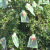 贝傅特 瓜果防虫网袋 水果套袋套瓜袋防虫防鸟专用黄瓜苦瓜丝瓜 9*12CM 50个网袋