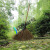 竹扫把农村老式竹丝扫帚笤帚户外庭院环卫通用大扫把扫院子 新五段圆扫把无叶长17米