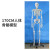 70cm人体骨骼模型骨架人体模型成人大白骷髅标本教学脊椎身 170CM骨骼附椎间盘神经