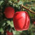 XINGUOXUAN陕西瑞香红苹果 净重4-4.5斤11-12枚果