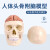 成人1：1头颅骨解剖标本 医学仿真人体头骨模型 可拆卸彩色骷髅头 B2款：骨缝线头骨带脑