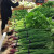 超市捆菜胶带扎菜袋1.1cm宽菜园捆扎蔬菜胶带扎口胶带绑菜胶带 紫色（整箱）每日新鲜字样 （20条480小卷）