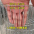镀锌铁丝网钢丝网鸟笼材料防护网养殖鸽棚围网网片围栏镀锌网加密 0.31米高1.1*10厘米孔1.7粗每米