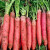 千特萝卜种子四季种菜种子大全胡萝卜青萝卜种子九斤王白萝卜萝卜种子 里外红胡萝卜