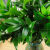 竹柏水养 水培植物 室内桌面植物盆景 绿植花卉 竹10颗+彩石