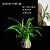 德国品质林假山石盆景植物上水缸生态缸水陆缸吸水造景微苔藓景观 袖珍椰子 5棵