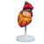 动力瓦特 两倍大心脏模型 人体心脏解剖模型 医学教具 PNT-0405  