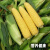 凤鸣雅世甜玉米种籽耐热可生吃美珍206单色水果玉米种子500克Vip价