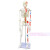 45 85 170cm人体骨骼模型骨架人体模型小白骷髅教学脊椎身 170厘米【脊椎神经+间椎盘+ 肌肉起止点】