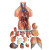 山顶松 人体躯干解剖模型 器官可拆卸 医学教学心脏 内脏模型玩具 85CM两性躯干（可拆23件） 