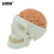 安赛瑞 人体器官模型 人体头颅大脑模型 大脑模型头骨模型 1:1颅脑解剖神经科 601409