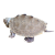 龟龟爬天下地图龟苗小地图龟清洁龟活体宠物水龟观赏龟活物深水观赏龟 4-5厘米 1只龟