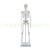 45CM 85cm人体骨骼模型 身骨架模型小骷髅教学模型脊椎模型 85CM人体骨骼无神经