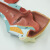 FACEMINI HG-15 人体喉肌喉软骨喉咙咽喉口腔甲状腺解剖模型 1个