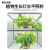 南北仪器 智能人工气候培养箱实验室工业恒温恒湿植物生长生物培养箱 人工气候培养箱 YKRC-500D 