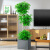 植男植女幸福树造型绿宝盆栽绿色植物客厅室内大型绿植办公室乔迁新居好养