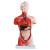 稳斯坦 W860 实验室教学医学人体解剖模型 心脏系统结构躯干医学讲解医患沟通模型 28cm躯干可拆15件