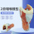 FACEMINI HG-15 人体喉肌喉软骨喉咙咽喉口腔甲状腺解剖模型 1个