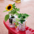 诺化凤仙花学生套餐含羞草迷你盆栽罐头植物种子幼儿园儿童DIY种植 向日葵
