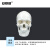 安赛瑞 人体头骨模型 颅骨模型 头骨带骨缝线数字模型 仿真人体头骨口腔颅骨教学模型 601524
