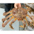 十里馋蟹海鲜水产超特大龙虾面包珍宝皇帝长脚螃蟹 帝王蟹1只6.5-7斤