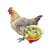 猫扑鱼（mao pu yu）沂蒙山 散养老母鸡现杀 煲汤土鸡 散养720天以上 黄油老母鸡一只1.7kg
