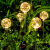 聚亿星太阳能圆球芦苇灯院子园区插地灯发光铜线灯 8CM太阳能款-铜线圆球地插灯