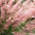 萌吖吖观赏草种子 虹越萌吖吖系列网红花境花卉种子 粉黛乱子草