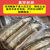 vbpbsql温州特产油鳗鱼干整条沙鳗淡晒鳗鱼干500g东海全淡干海鲜干 大号油鳗一斤2条左右