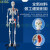 170CM人体骨骼模型教学瑜伽骨架带神经脊柱可弯曲关节韧带 170cm骨骼附半边韧带
