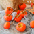 olevo仿真花红柿子挂串带霜墙上吊饰果实装饰幼儿园挂件摆件秋天的环创 柿柿如意