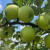 瑰玮苹果树果苗南方北方种植苹果树苗嫁接红富士冰糖心盆栽地载小树苗 青苹果5年苗（地径1.8厘米粗）