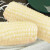 东北黄玉米棒新鲜甜糯粘鲜香加热代餐杂粮即食粗粮真空包装 10个白（200-220g)