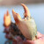 【活鲜】青蟹三门县鲜活螃蟹一斤一只大公蟹肉蟹菜鲟海鲜螃蟹礼盒 2只大母膏蟹共2斤【1只1斤左右】